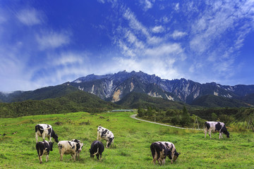 View of cows at Desa Dairy Farm, Kundasang Sabah with Mount Kinabalu as a background - obrazy, fototapety, plakaty