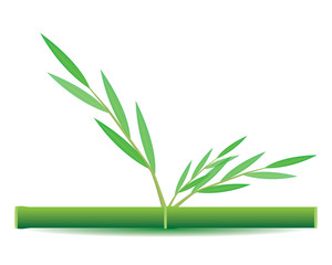 Obraz premium bamboo plant vector design