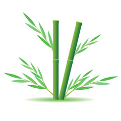 bamboo plant vector design