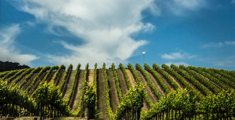 Fototapeta premium Green Field & clouds farms