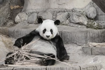 Crédence de cuisine en verre imprimé Panda Cute Giant panda eating bamboo - soft focus