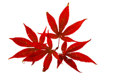 Acer japonicum, autumn leaves,isolated on white background