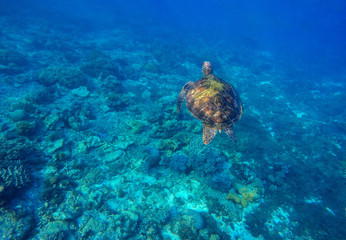Obraz na płótnie Canvas Sea tortoise dives in coral reef