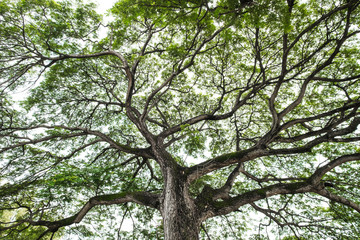 mighty old tree with green spring leaves and moss