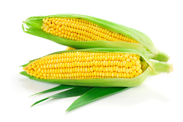 Corn isolated on white
