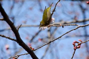 White‐eye sitting on a Cherry Tree; a bird of the silvereye group