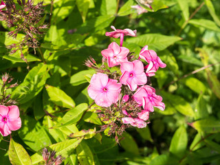 Pink Phlox Flowers