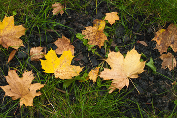 Yellow autumn Maple leaves on green grass