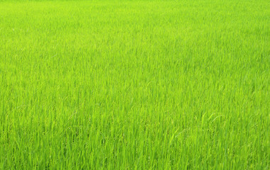 Naklejka na ściany i meble Green rice field.