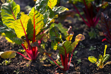 Organic gardening,  Swiss chard  in a vegetable garden