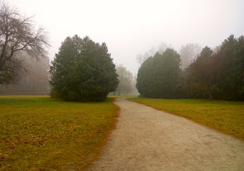 Autumn in the forest. 