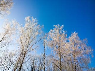 Obraz na płótnie Canvas Trees in the snow.