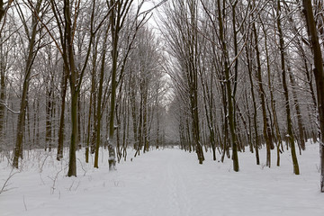 Winter landscape, winter forest with the trees covered by snow