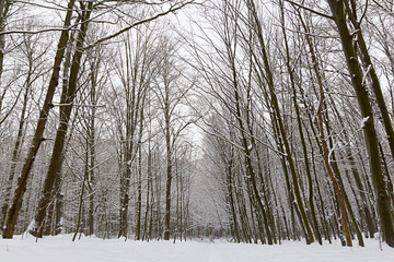 Winter landscape, winter forest with the trees covered by snow