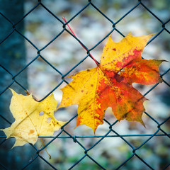 Autumn leaves on a park fence