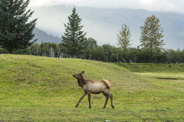 Young moose