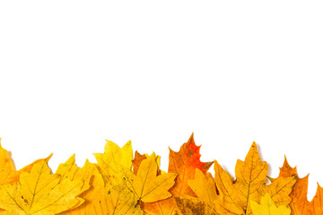 yellow maple leaves on a white background