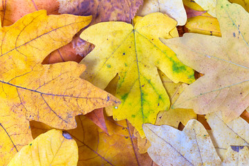 Background of autumn yellow leaves