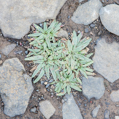 Plant growing on black sand - Iceland