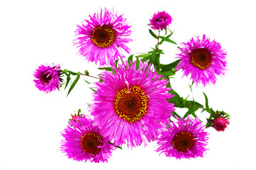 A flower (Asteraceae) of New England Asters, close up over white backgrounds