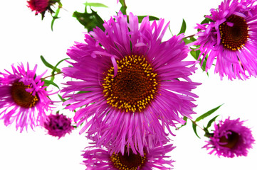A flower (Asteraceae) of New England Asters, close up over white backgrounds