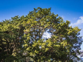 Fototapeta premium Tree Against A Blue Sky