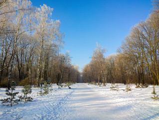Winter in the park.