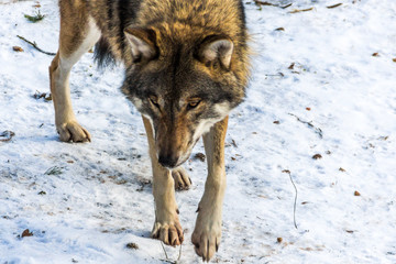 grauer wolf