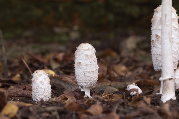 Coprinus comatus mushrooms