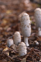 Coprinus comatus mushrooms