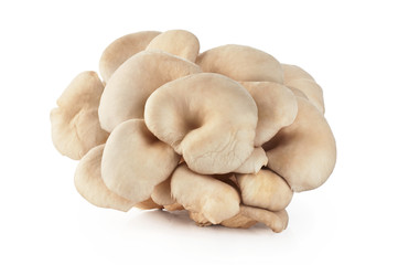 Pleurotus ostreatus isolated on white background.