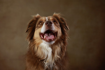 Australian Shepherd im Studio