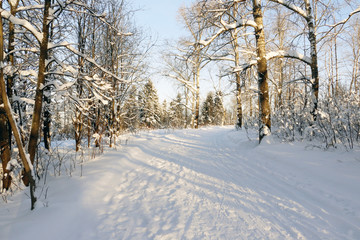 Path in the snow in a cold winter day