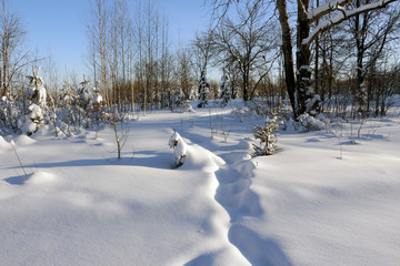 Path in the snow in a cold winter day