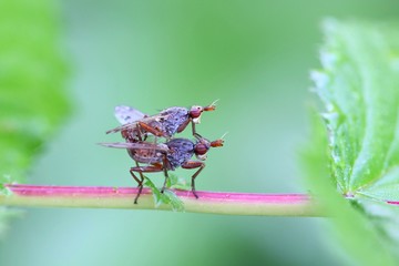Marsh fly - Elgiva cucularia mating