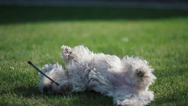 West highland white terrier. Cute and furry dog on a leash. White dog walking on the green lawn. The dog sniffs the grass. Dog somersaults in the grass. Dog happiness. walking the dog. Dog Lovers.
