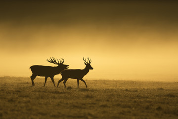 Red deer during misty morning