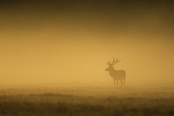 Fototapeta premium Mysterious deer