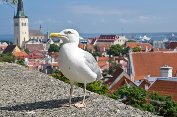 Fototapeta premium European herring gull