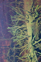 Freshwater Sponge, Spongilla lacustris