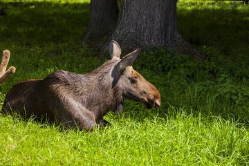 elk lying on the grass, Bialowieza National Park