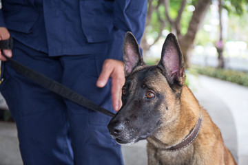 k-9 young german shepherd dog stand beside trainer