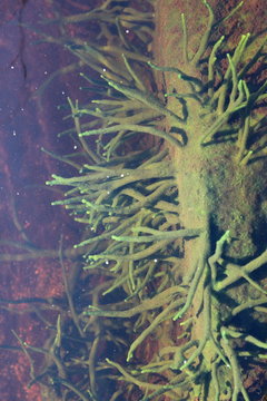 Freshwater Sponge, Spongilla lacustris