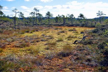 Scenic landscape on bog with autumn colors. Torronsuo National Park, Finland