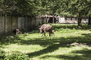 bison walks in the yard, Bialowieza National Park