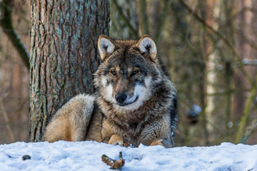 Fototapeta premium grauer wolf