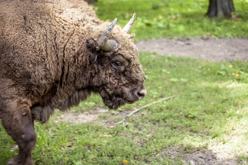 Fototapeta premium Portrait of an old bison in Bialowieza