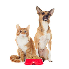 red dog and red kitten looking