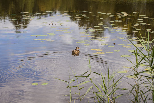 wild duck swims in the pond