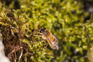 bee sits on a clump of moss